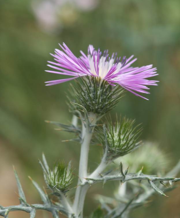 Notobasis syriaca?  No, Galactites tomentosus (Asteraceae)